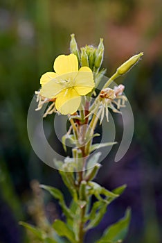 Open Yellow Oenothera Biennis photo