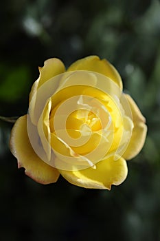 An open yellow rose with sidelight.