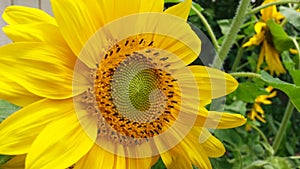 Open yellow sunflower