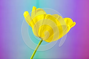 Open Yellow Tulip on Bold Gradient Background