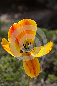 Open yellow tulip with curled petals