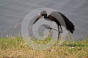 Openbill