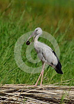 an openbill or Asian openbill stork