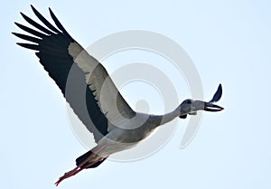 an openbill or Asian openbill stork