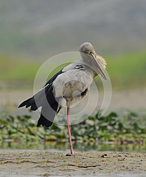 an openbill or Asian openbill stork