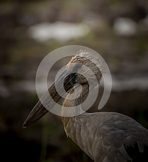 Openbill head shot artistic image adjustment