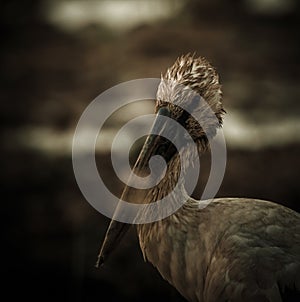 Openbill head shot artistic image adjustment