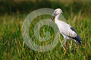 Openbill Stork