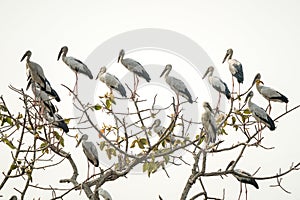 Openbill stork bird perched on the branches