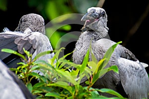 Openbill Stork chicks in a bird sanctuary