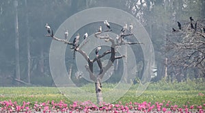 Openbill Stork and Cormorant Bird on Tree
