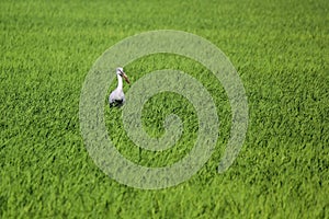 Openbill stork in paddy field