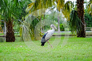 Openbill stork Standing on the grass