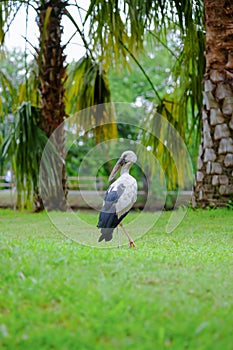 Openbill stork Standing on the grass