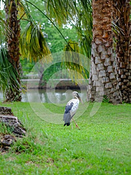 Openbill stork Standing on the grass