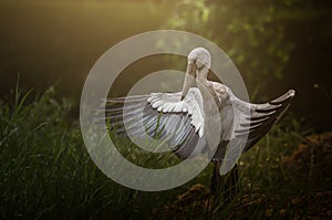 Openbill, wings spread in the sun