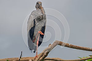 An Openbilled Stork standing on a tree branch