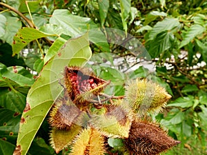 opened achiote fruit pod, with roucou or annatto seeds condiment, bixa orellana