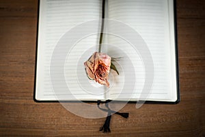 Opened blank notebook with old rose