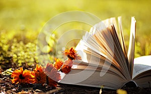 opened book in yellow autumn