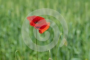 Opened bud of red poppy in wild field at summer time