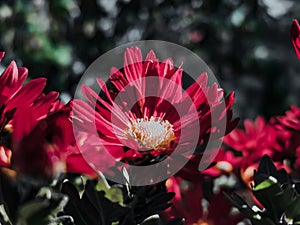 Opened burgundy red flower with stamens