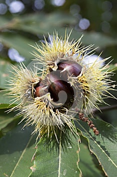 Opened castanea sativa, sweet chestnuts hidden in spiny cupules, tasty brownish nuts marron fruits