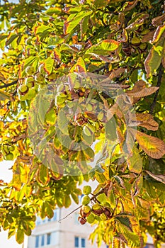 Opened and closed horse chestnuts hanging from tree branch.Horse chestnut leaves begin to dry and curl at edges in early autumn.