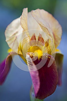 Opened CloseUp Iris Flower