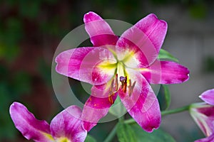 Opened flower lily