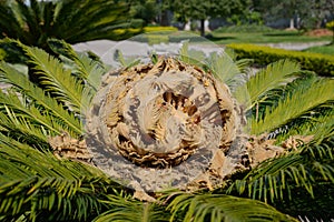 Opened iron tree flower