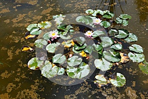 The opened lilies on water