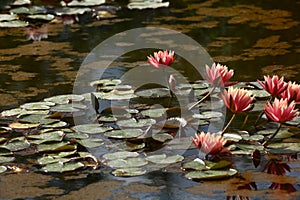 The opened lilies on water