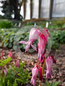 Opened and long shaped cluster of pink flowers of flowering plant wild or fringed bleeding-heart (Dicentra eximia)