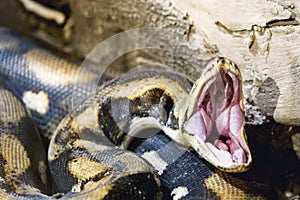 Opened mouth Python.