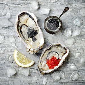 Opened oysters with red salmon and black sturgeon caviar and lemon on ice on grey concrete background. Top view, flat lay