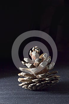 opened pine cone on a black background