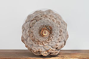 opened pine cone, pine cone, Pinus brutia