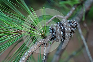 Opened pine cone still on the tree branch