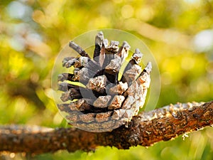 Pine cone on tree