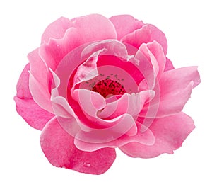 Opened pink rose or Bulgarian rose on white background. File contains clipping path
