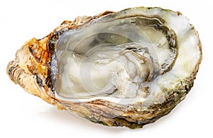 Opened raw oyster isolated on white background. Delicacy food