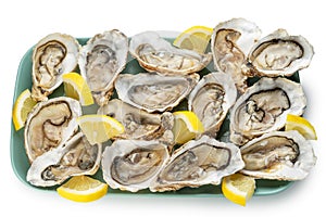 Opened raw oysters on blue plate top view. Delicacy food. File contains clipping path