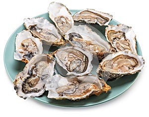 Opened raw oysters on blue plate top view. Delicacy food. File contains clipping path