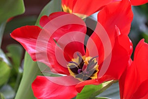 Opened Red Tulip II