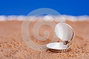 Opened sea shell on beach sand and blue sky