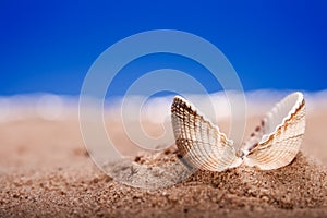 Opened sea shell seashell on beach sand