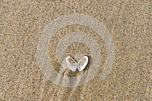 an opened seashell in the sand of a beach, for backgrounds