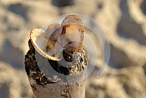 Opened seashell on the sand beach