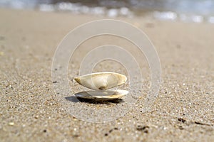 Opened seashell on the sand